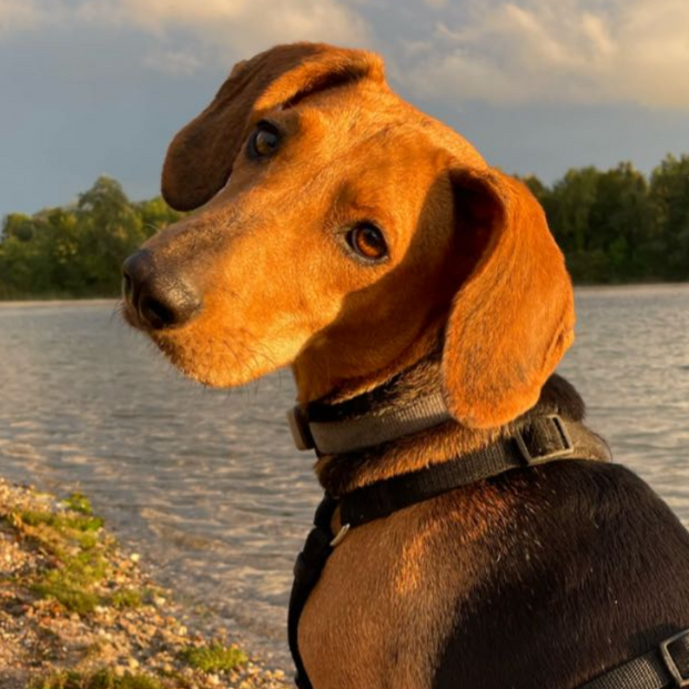Ein Hund mit braunem Fell und hängenden Ohren steht am Ufer eines Sees, während er in die Ferne schaut.